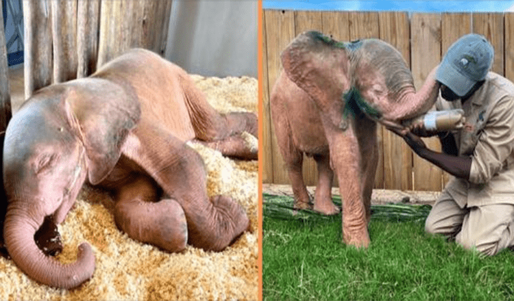 Un éléphant albinos sauvé d’un piège de braconniers s’est complètement rétabli