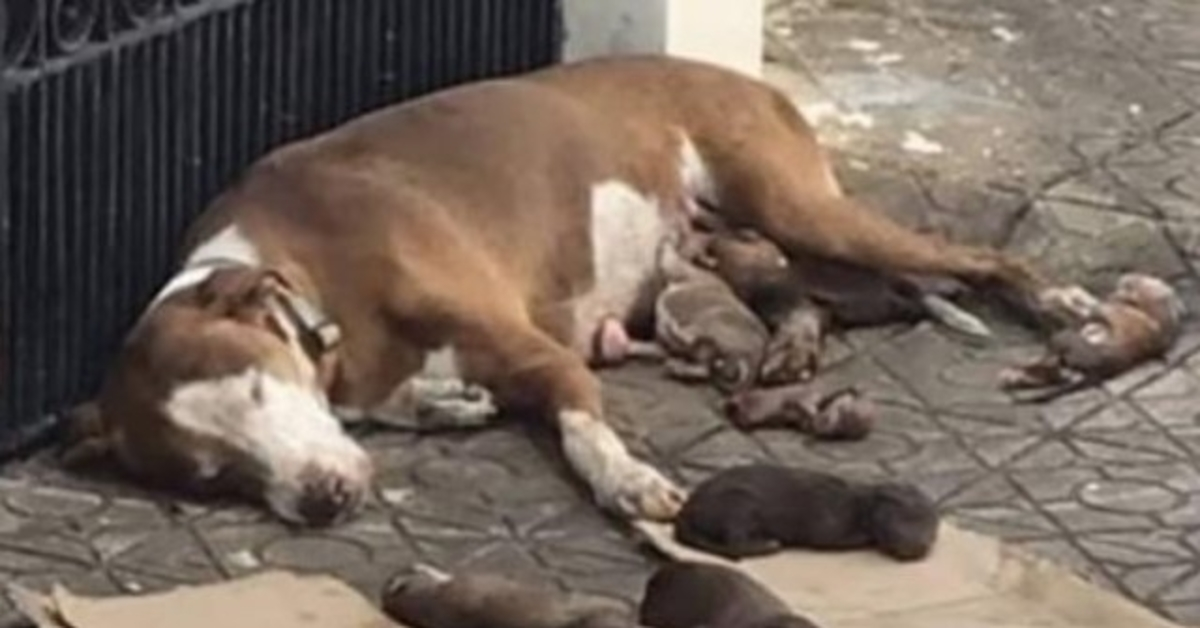 Elle accouche sur le trottoir, s’effondre lorsque l’aide arrive tout en protégeant ses chiots