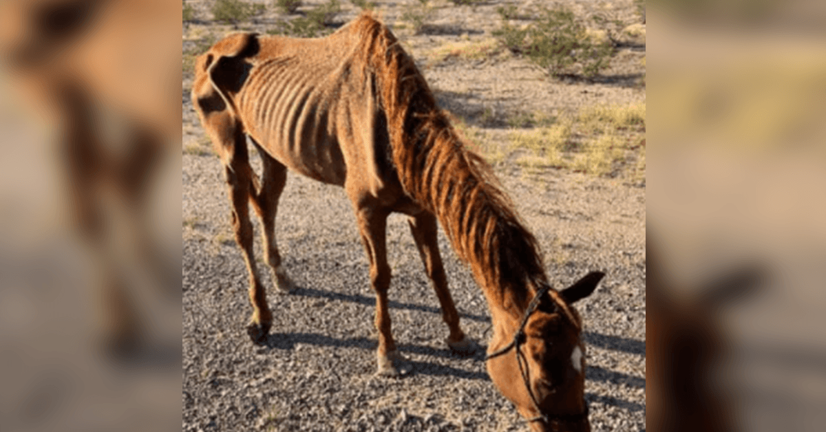 Cheval de course émacié abandonné dans le désert sauvé par un groupe de sauvetage d’animaux en Arizona