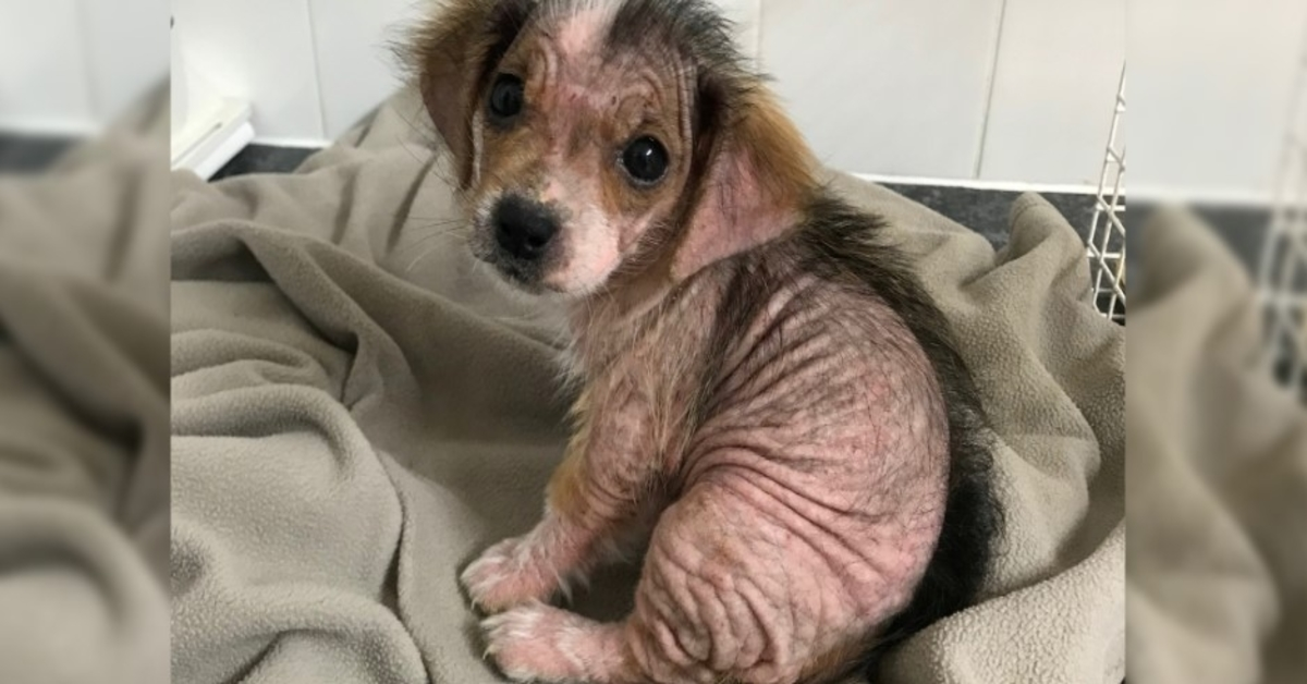 Un chiot qui a perdu sa fourrure semble méconnaissable des semaines après avoir échappé à des propriétaires négligents