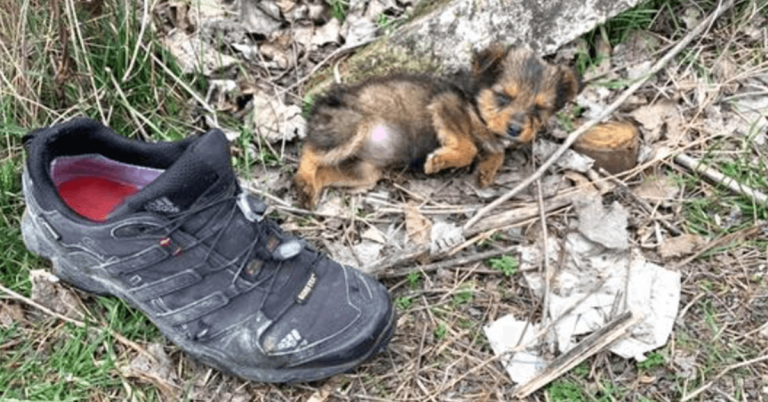 Un chiot jeté avec des ordures prend une vieille chaussure pour plus de confort