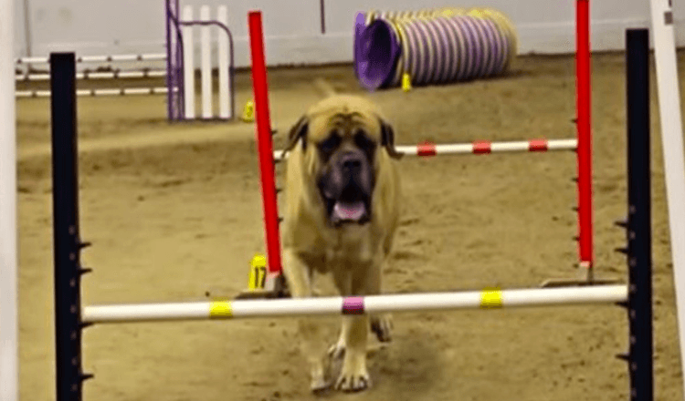 Le dogue anglais termine le cours d’agilité en un temps record