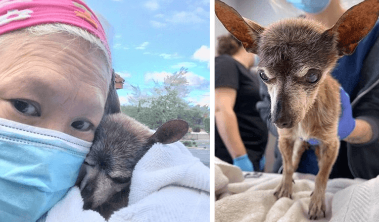 Un chien âgé abandonné meurt en serrant son sauveteur quelques jours après avoir été secouru