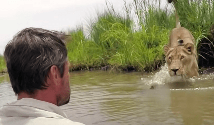 L’homme qui a sauvé deux lionceaux il y a sept ans revient et les rencontre face à face