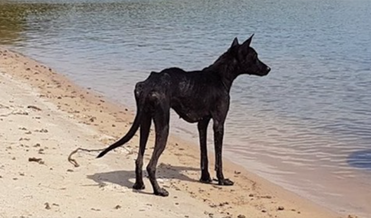 Un homme en croisière dans la jungle amazonienne trouve un chien sur une île déserte