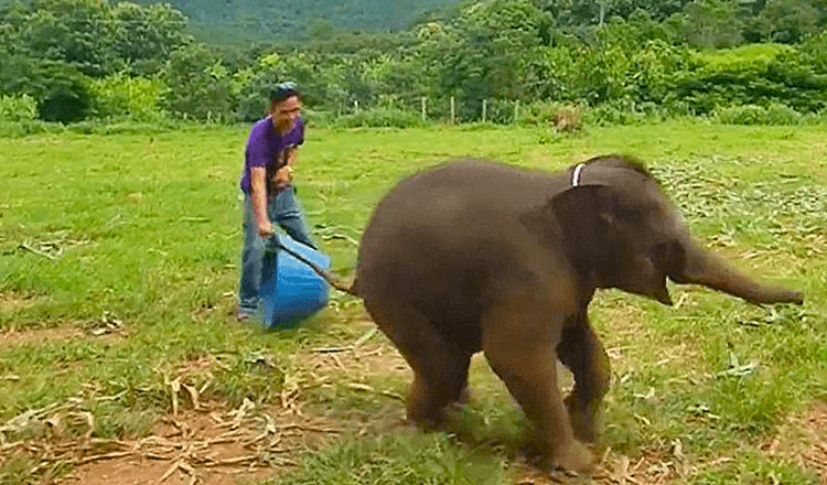 Des images rares montrent un bébé éléphant de six mois en train de rire pendant un match dans une réserve faunique