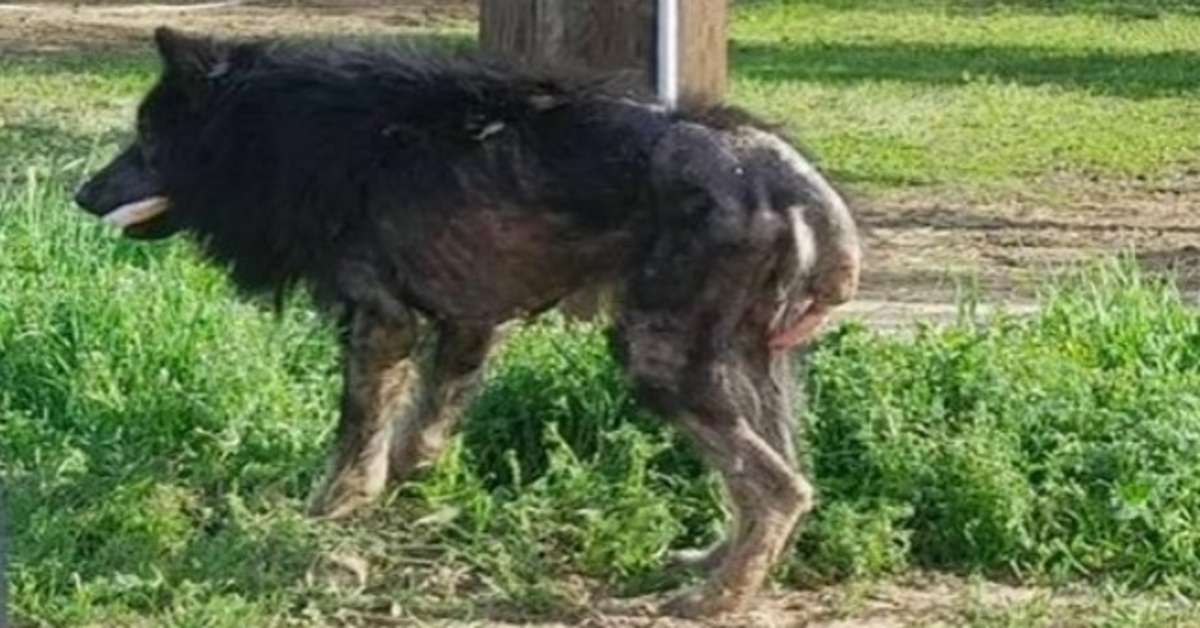 Un chien malade traité de “loup-garou” mais personne ne s’est arrêté pour l’aider jusqu’à ce que quelqu’un lance un plaidoyer