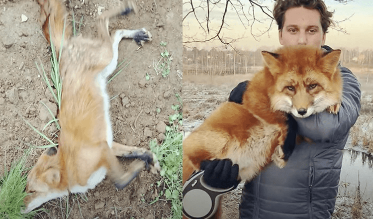 Un homme sauve un renard sauvage mourant plus tard, ils sont devenus meilleurs amis (+15 photos)