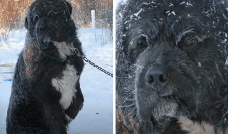 Par temps glacial, un chien enchaîné a été trouvé à tour de rôle en gardant une patte hors du sol froid