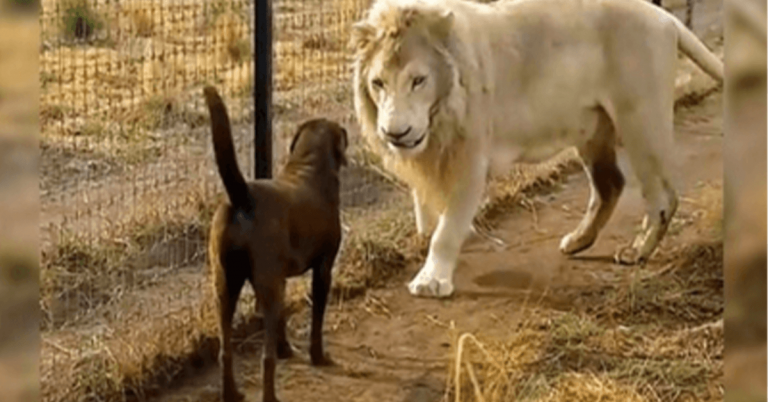 Labrador se retrouve face à face avec un énorme lion blanc, mais le lion lui attrape la jambe