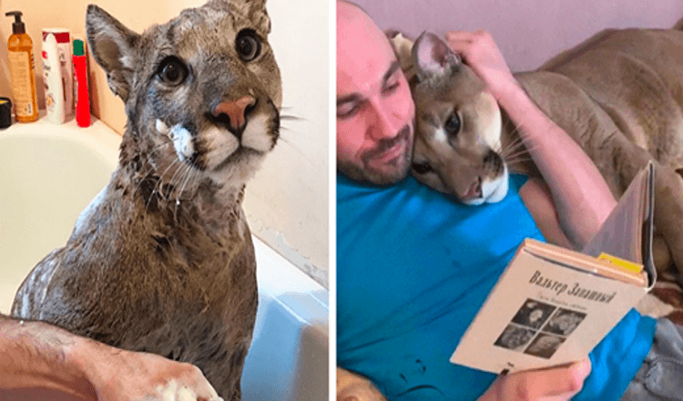 Le puma sauvé ne peut pas être relâché dans la nature, il vit donc comme un chat domestique gâté.