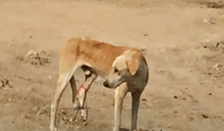 Un chien de rue affamé avec une jambe coincée ne comprend pas sa douleur et marche à côté de lui