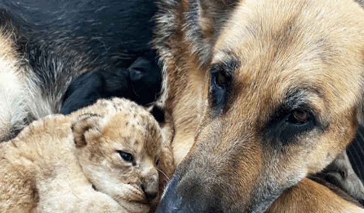 Un berger allemand adopte des lionceaux après qu’ils aient été rejetés par leur mère