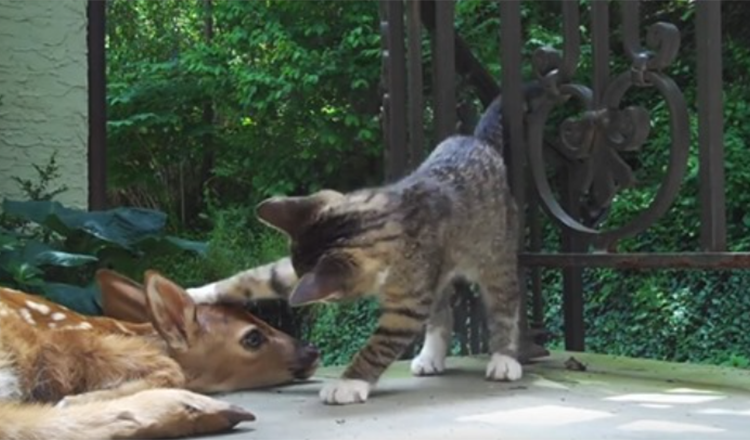 Chaton débordant d’excitation lorsqu’elle rencontre un bébé cerf