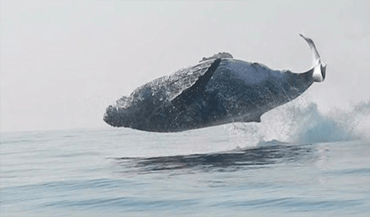 Une baleine de 40 tonnes a été filmée sautant complètement hors de l’eau