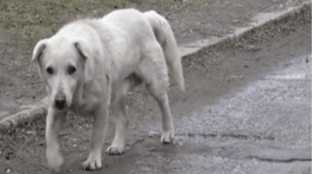 Un chien a le cœur brisé après avoir retrouvé son propriétaire qui ne voulait plus de lui