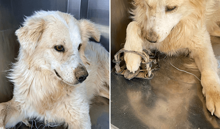 Un chiot perdu se fait prendre le pied dans un piège illégal en essayant de retrouver sa famille