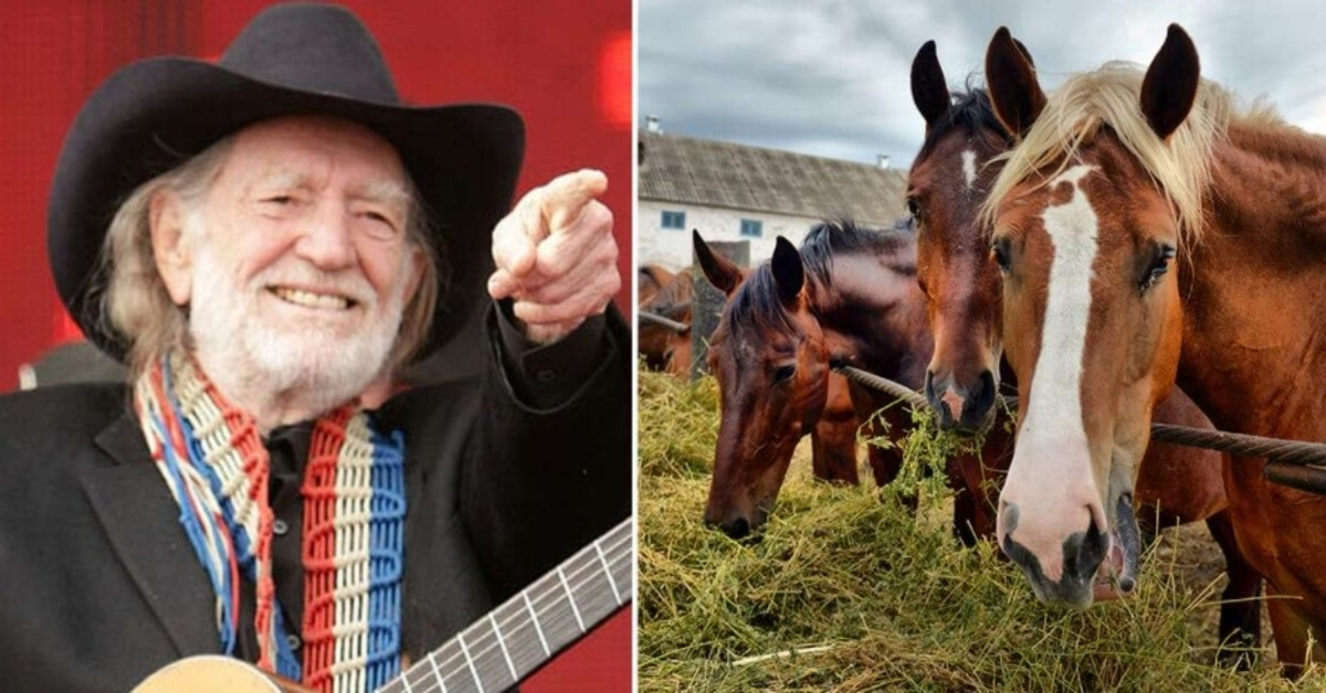 Willie Nelson a sauvé 70 chevaux d’un abattoir pour les laisser errer librement dans son ranch texan