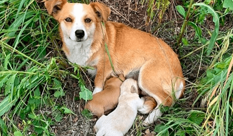 Maman chienne au cœur brisé a attendu sur le bord de la route que ses propriétaires reviennent la chercher