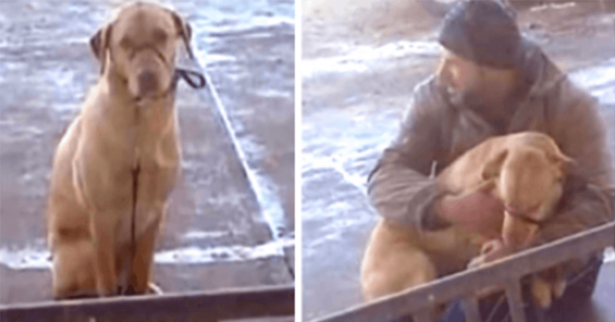 Un homme trouve un chien frissonnant dehors par temps froid et n’a pas perdu de temps