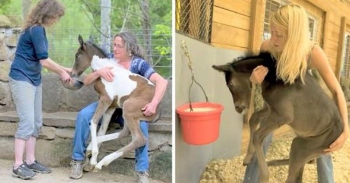 Des chevaux indésirables laissés pour morts dans un monde d’élevage brutal, une gentille femme les sauve