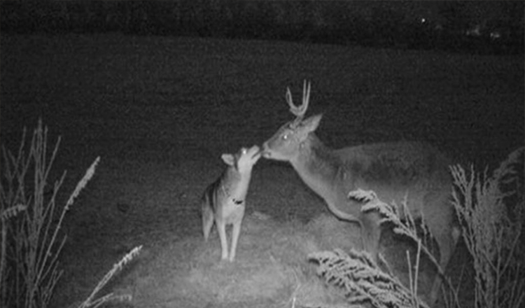 Une chienne perdue prise en photo par une caméra passe quelques jours avec son « petit ami Buck » dans les bois