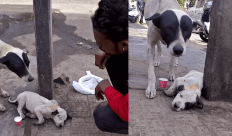 Maman pleurait bruyamment pour son chiot qui s’accrochait à la vie, alors que les gens passaient juste