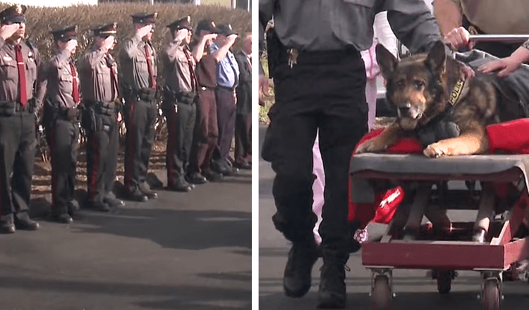 K9 est honoré d’un dernier tour en voiture de police avant d’être endormi