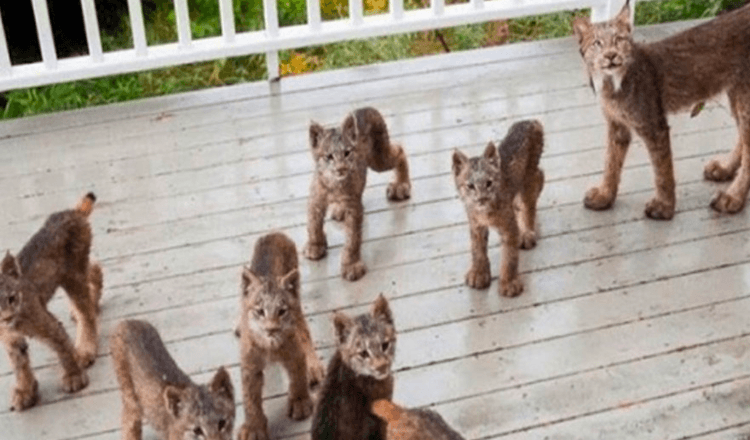 Un homme d’Alaska se réveille pour trouver une famille Lynx jouant sur son porche