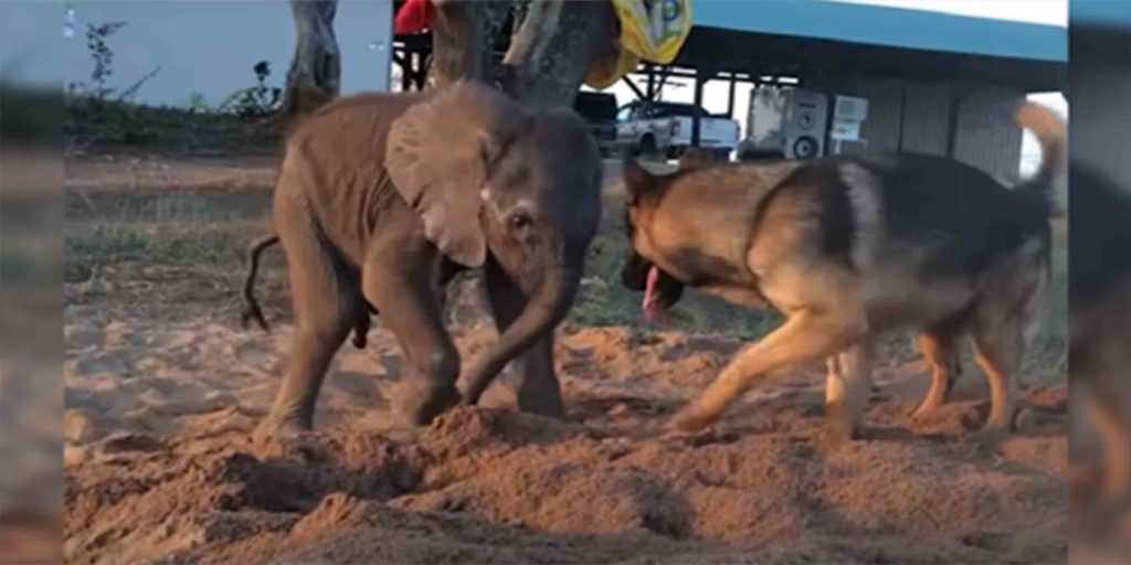 Forelorn Baby Elephant Cast from Herd for Illness rencontre un chien qui change tout