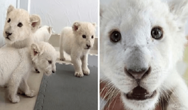 Des quadruplés de lions blancs extrêmement rares naissent au parc Safari