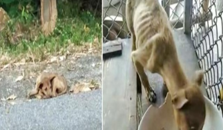 Un égaré en bordure de route ramassé par Angel, ses yeux s’écarquillent lorsqu’il voit son premier repas