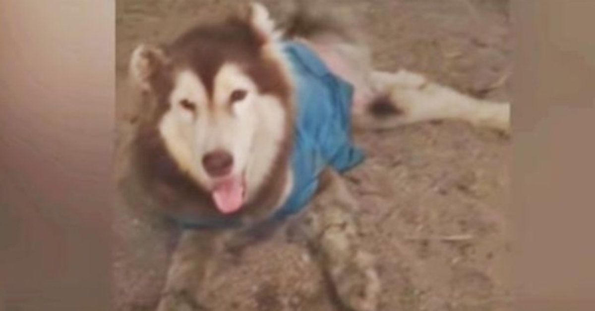 Husky aux jambes mutilées sourit et remue pour ne plus marcher devant lui