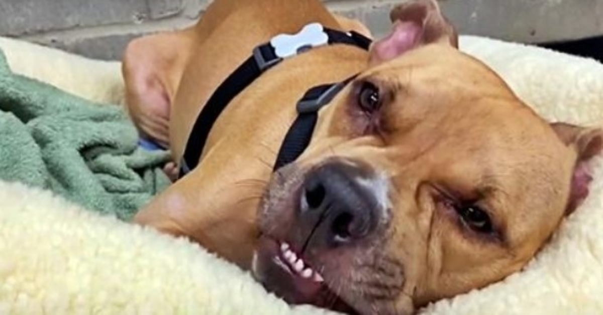 Même avec 4 jambes paralysées, un pitbull indésirable a toujours gardé son esprit combatif