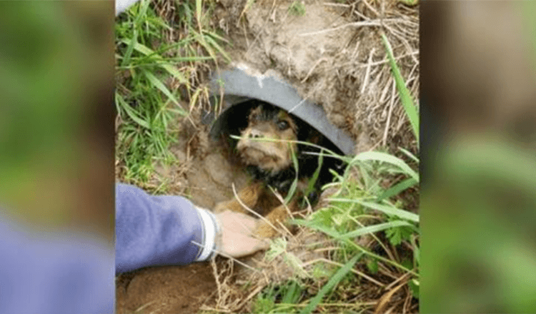 Ce chien aux pattes cassées vivait seul dans un fossé