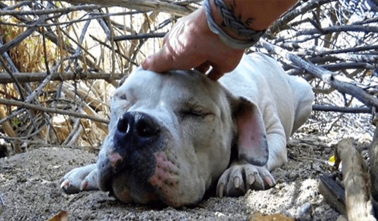 Ce chien sans-abri malade était si faible qu’il avait renoncé à la vie, mais quelqu’un l’avait vu