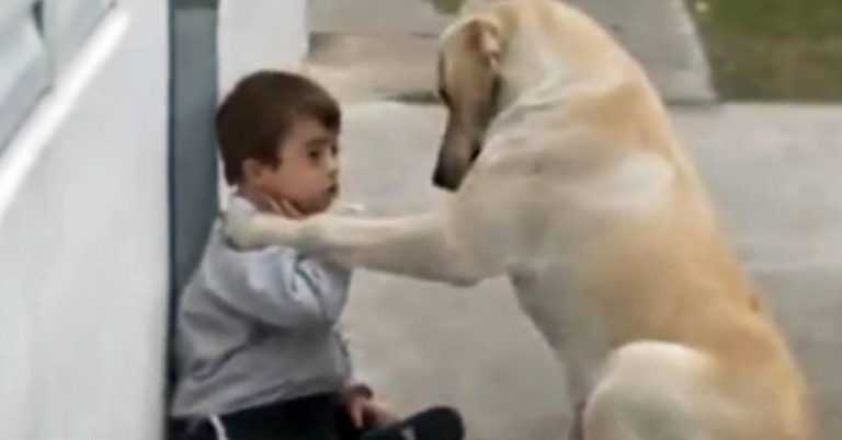 Un chien s’approche d’un garçon trisomique