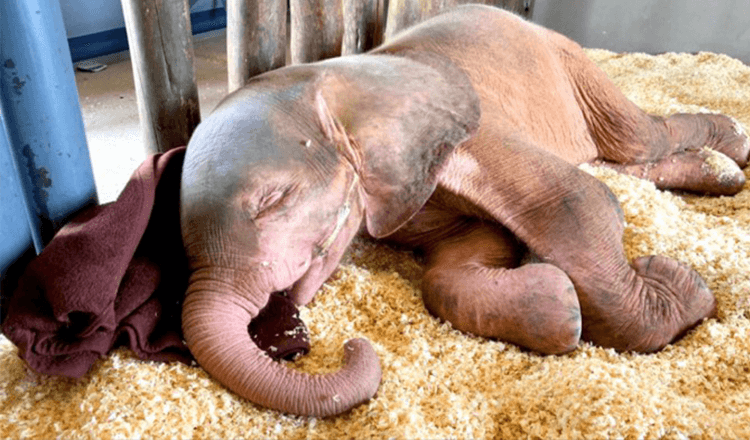 Un bébé éléphant albinos qui a été piégé dans un piège pendant des jours est si heureux d’être enfin en sécurité