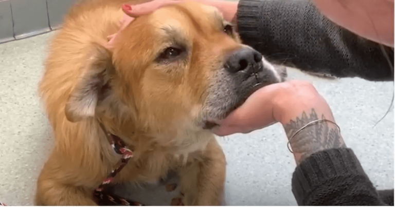 Un chien âgé dans un refuge met la patte sur une femme et lui fait savoir qu’il est temps