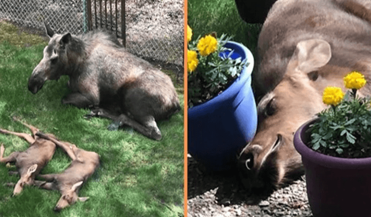 L’orignal et ses petits passent toute la journée dans le jardin de la famille – un homme le documente (+20 photos)