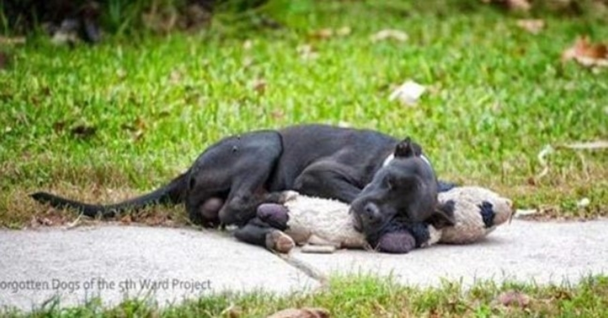 Ce chien errant dort avec un animal en peluche et personne ne s’en soucie