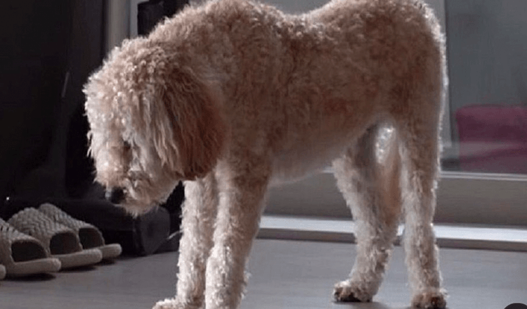 Un chiot traumatisé ne dort que debout de peur d’être abandonné