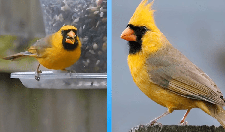 Le cardinal jaune extrêmement rare photographié en Alabama est “un sur un million” (7+ photos)