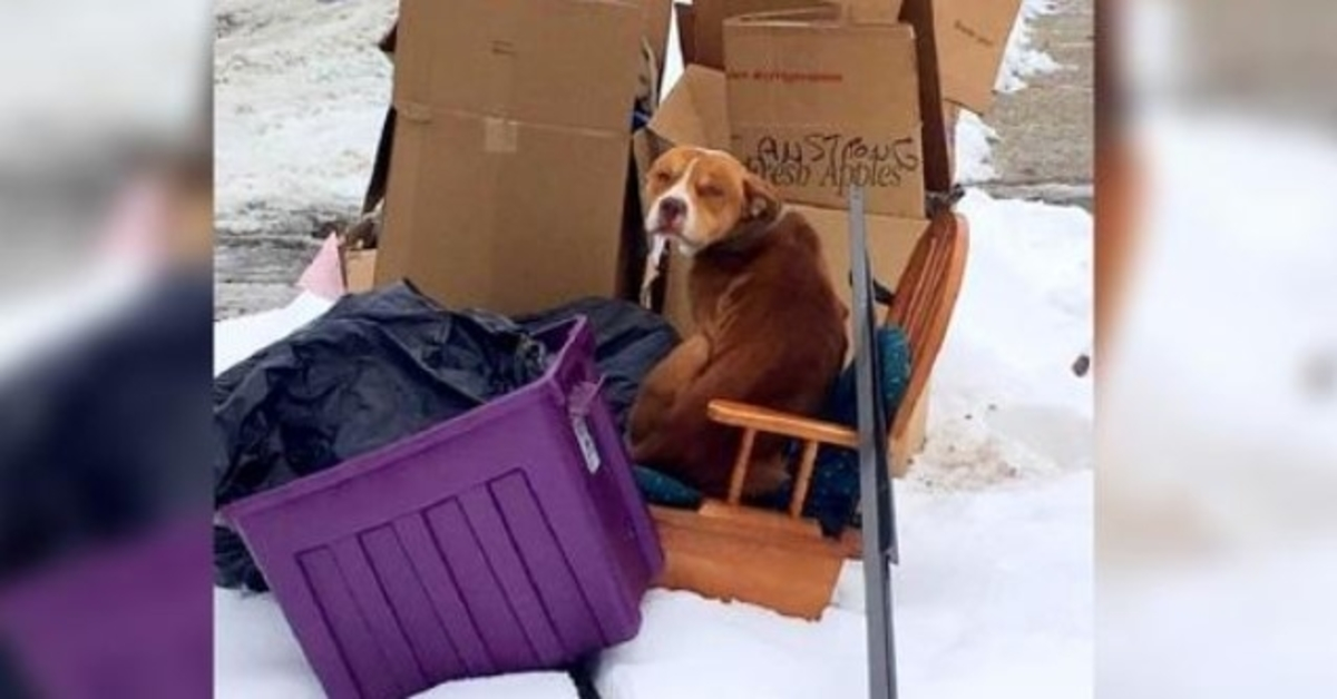 Chien enchaîné qui est méprisé par son propriétaire et ne peut pas s’allonger, ne veut qu’une chose