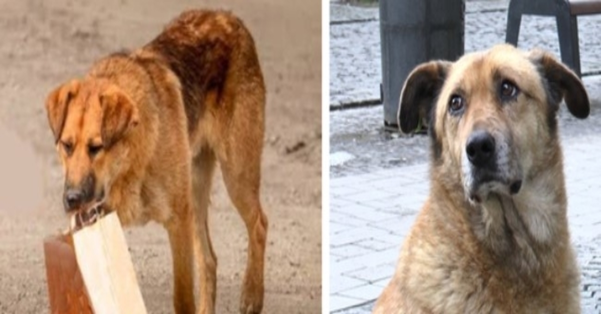 Le chien venait chaque jour chercher de la nourriture et l’emportait dans un sac jusqu’au passage souterrain. L’homme l’a suivi