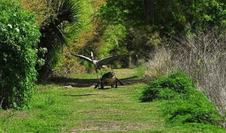 C’est mon bébé! Cheeky Heron est poursuivi par une mère alligator furieuse après avoir arraché son jeune de son nid