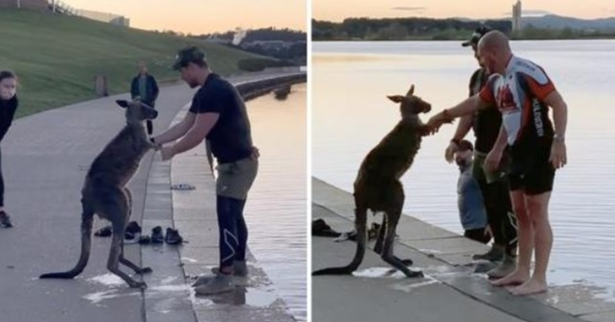 Après avoir été sauvé d’un lac gelé, Kangourou serre la main de son sauveteur