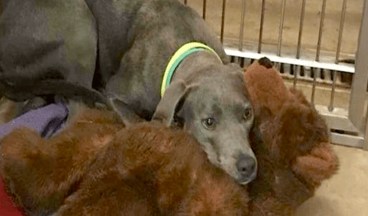 Une chienne abandonnée avec son ours en peluche a un nouveau père qui ne l’abandonnerait jamais