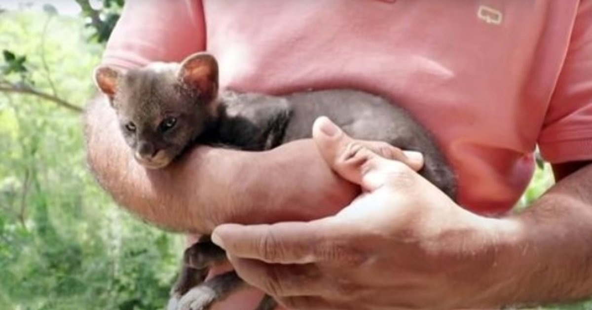 Un fermier sauve un “chaton” égaré du bord de la route, le chat finit par être un petit couguar