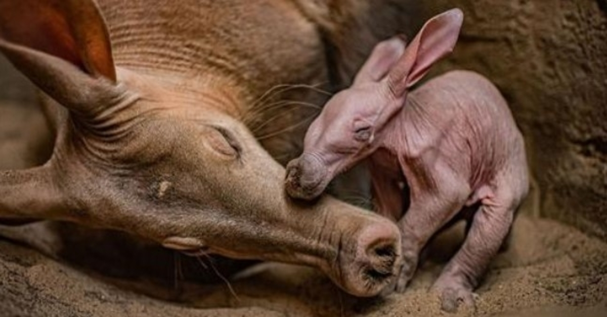 Le zoo de Chester “ravi” alors qu’il célèbre la naissance de son tout premier oryctérope